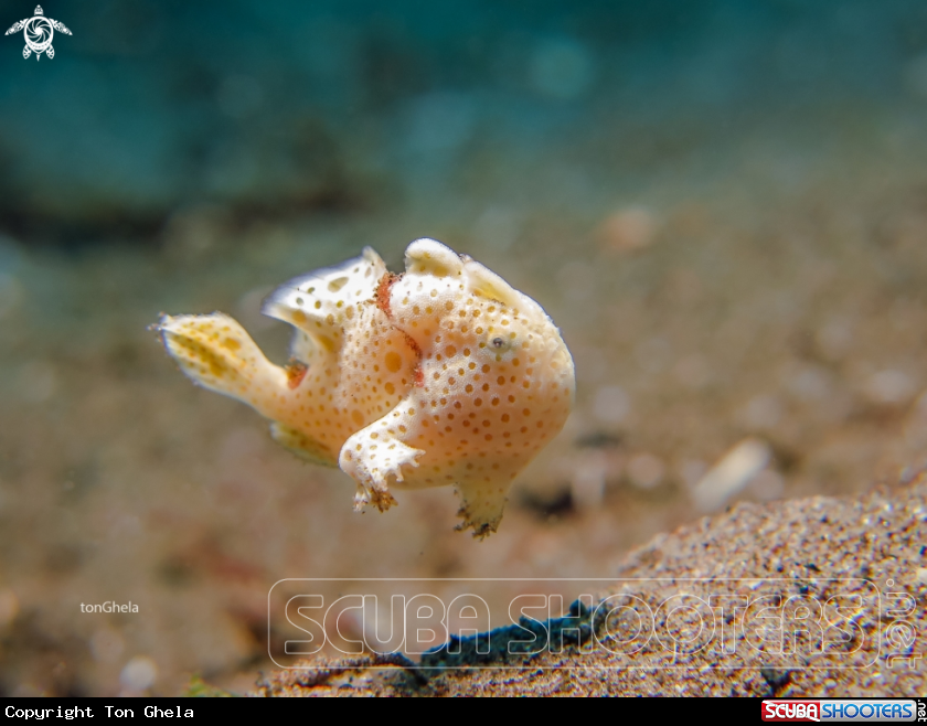 A Juv. Frog fish