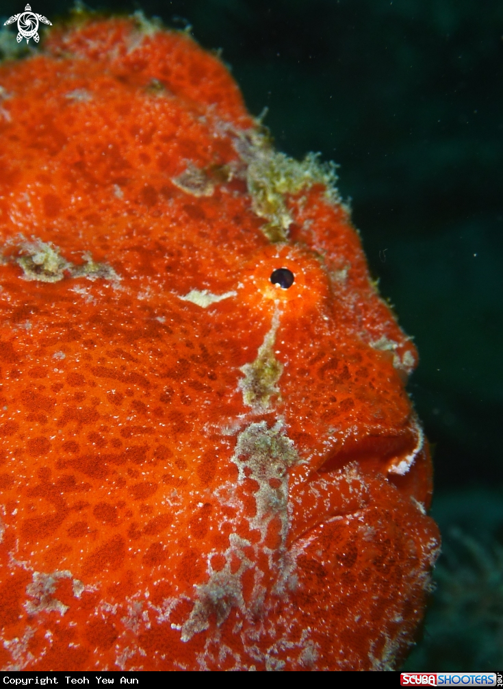 A Frog Fish