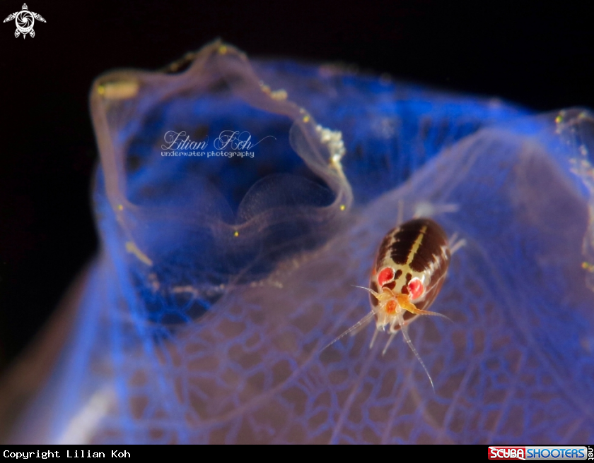 A Ladybug Amphipod