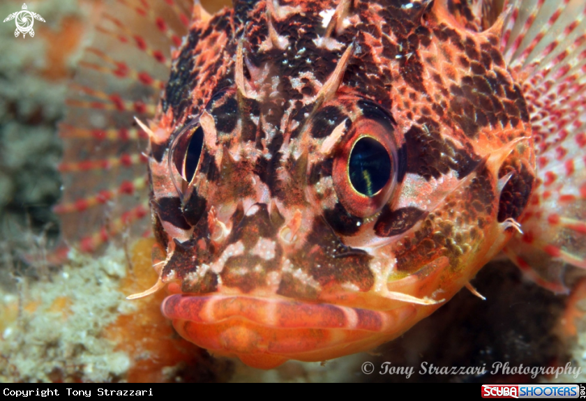A Pygmy Rock Cod