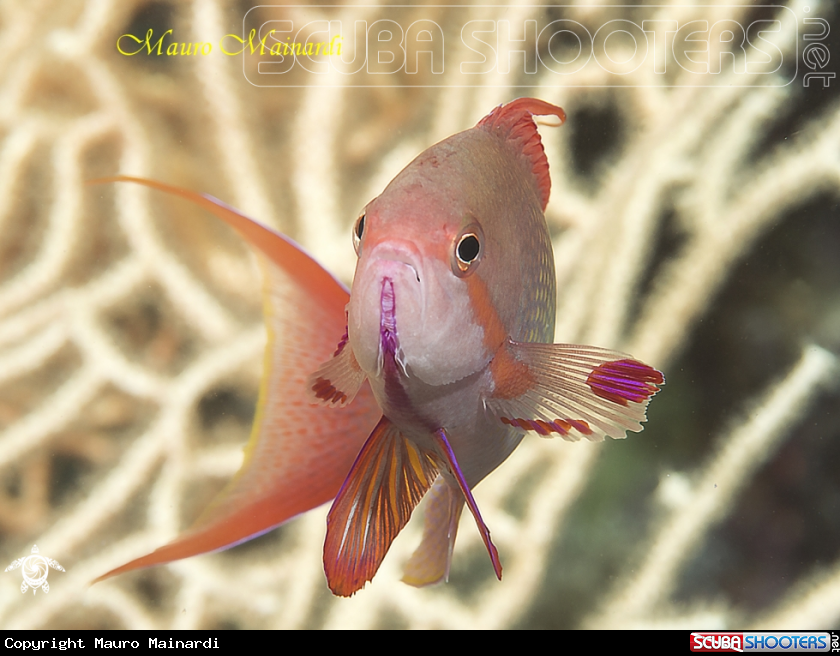 A Anthias male
