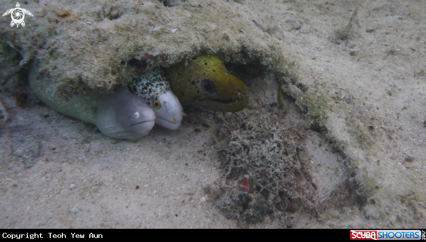 A White Eyed Moray, Black Spotted Moray, Fimbriated MOray
