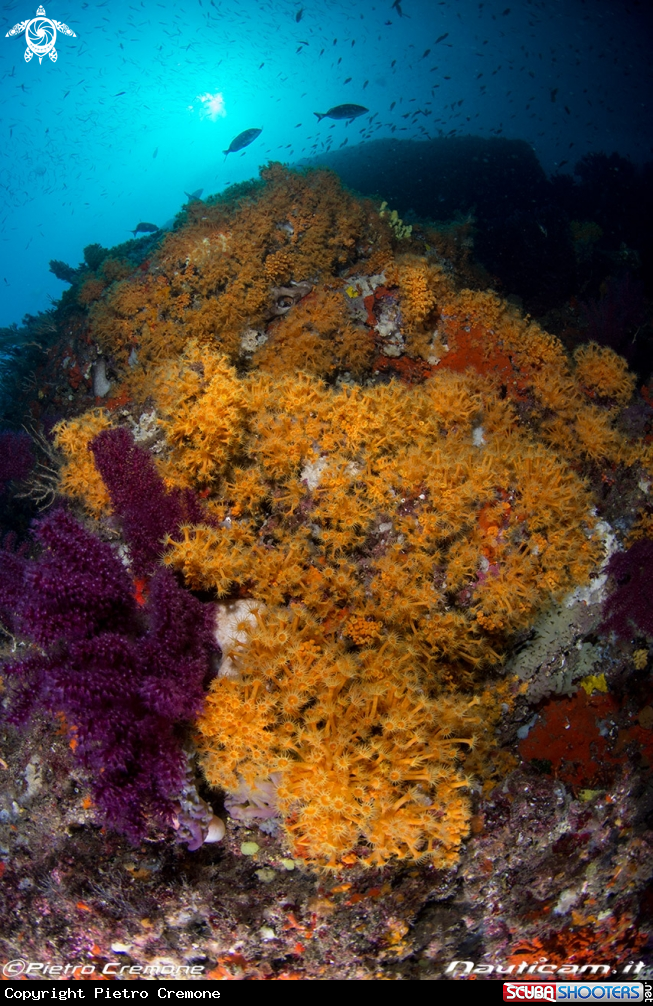 A Parazoanthus axinellae