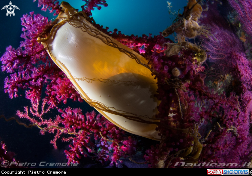 A Scyliorhinus canicula