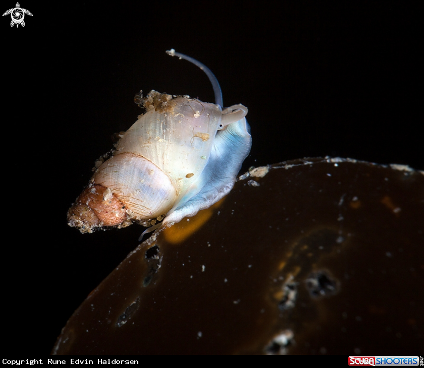A Snail