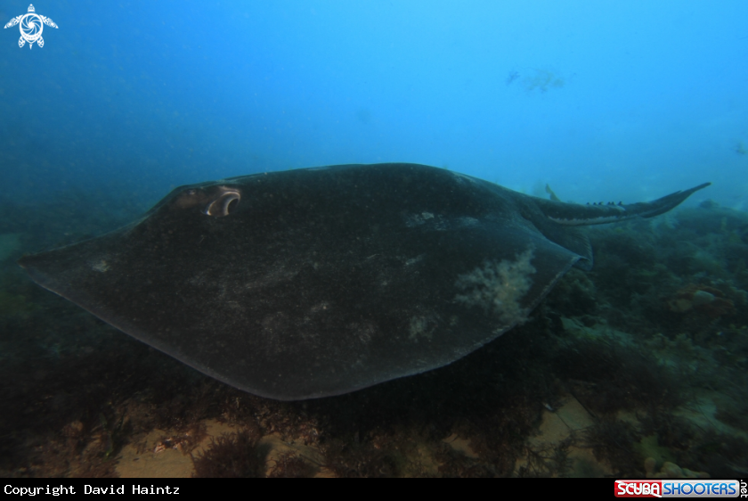 A Bull Ray