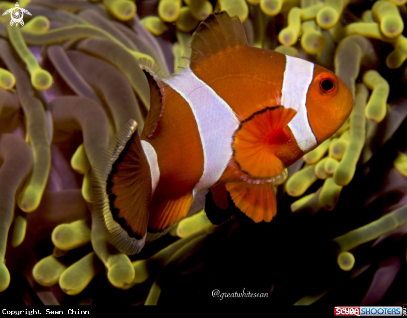 A Clownfish 