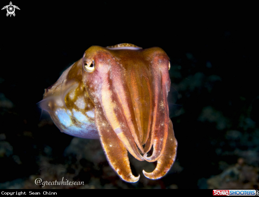 A Cuttlefish