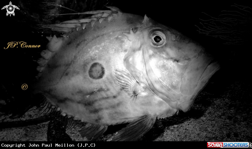 A Poule de Mer