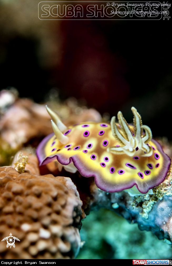 A Nudibranch