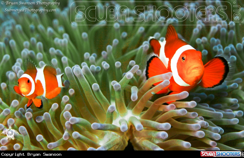 A Clownfish