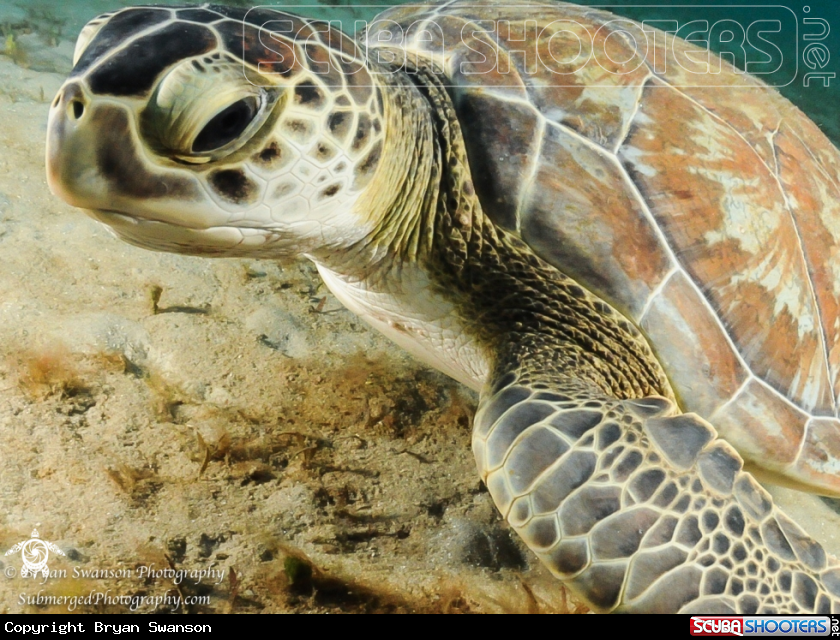 A Green Sea Turtle