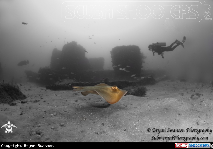A Southern Stingray