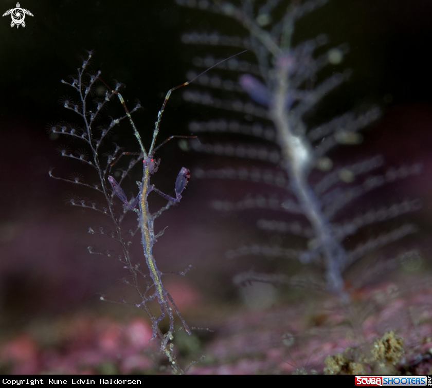 A Skeleton shrimp
