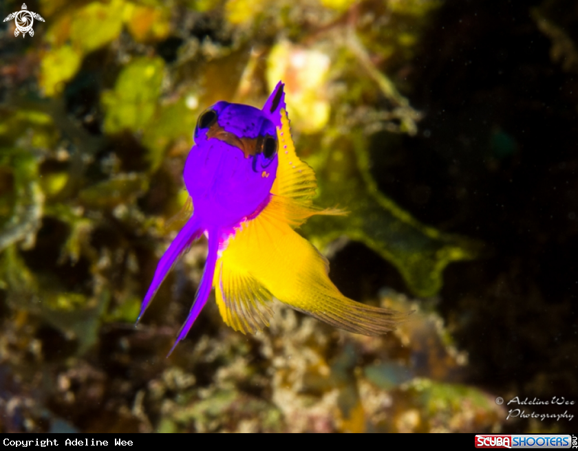 A Fairy Basslet