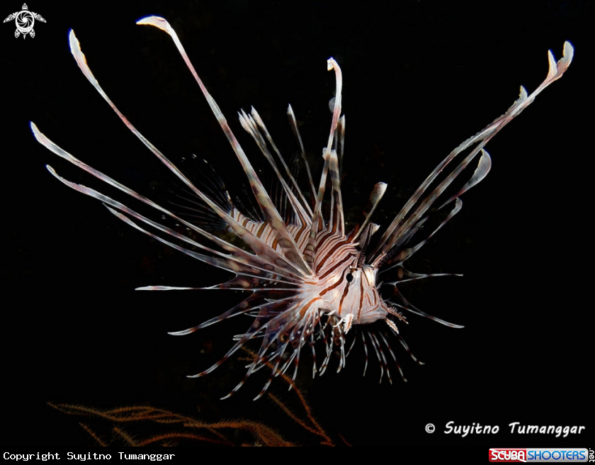 A Lionfish