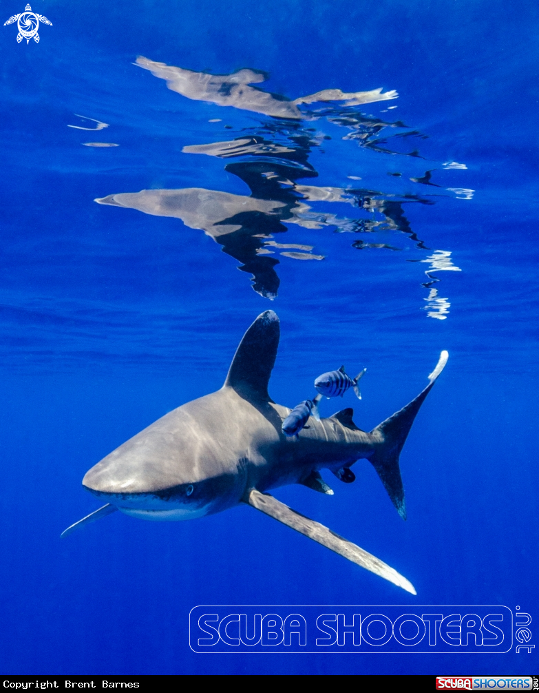 A Oceanic White Tip Shark