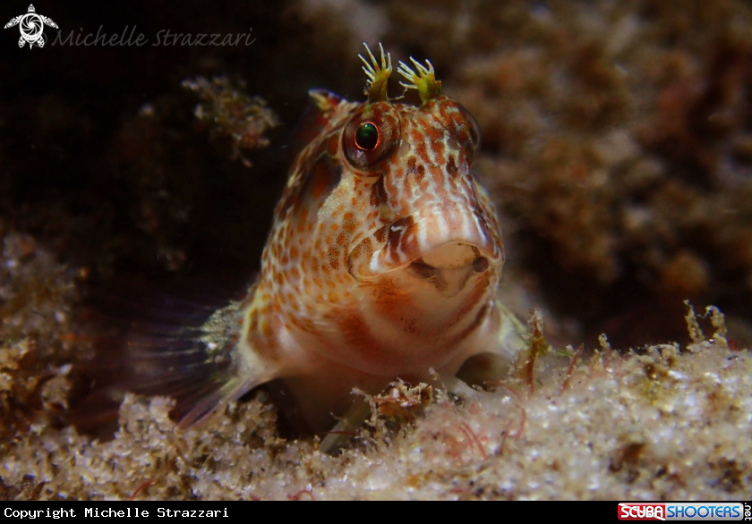 A Horned Blenny