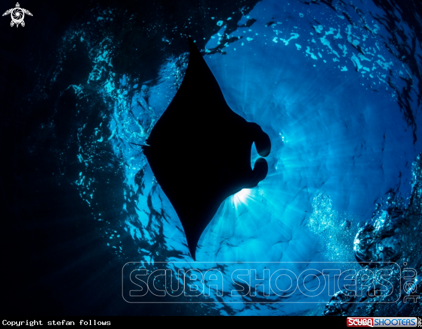 A Manta Ray