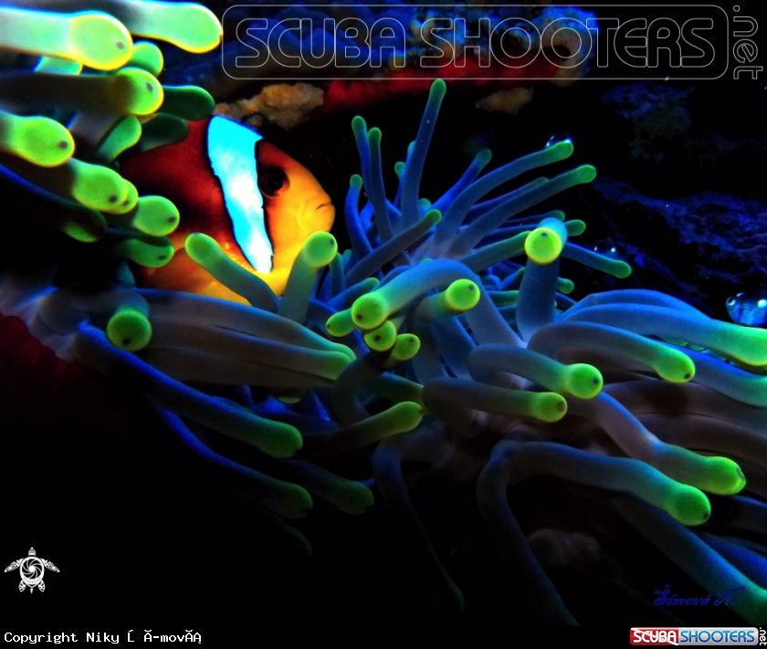 A underwater creature