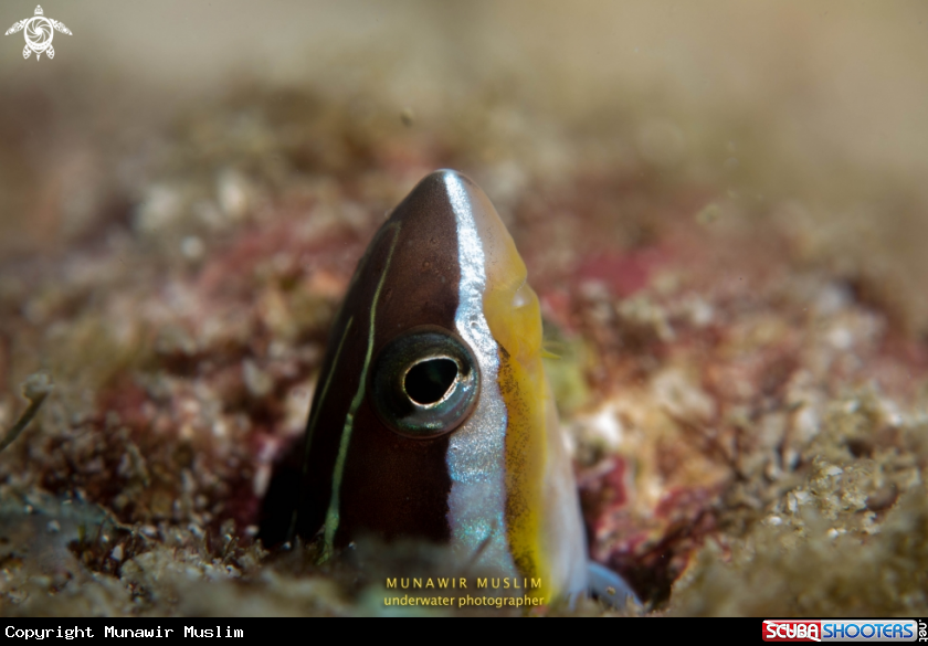 A Fish in the hole