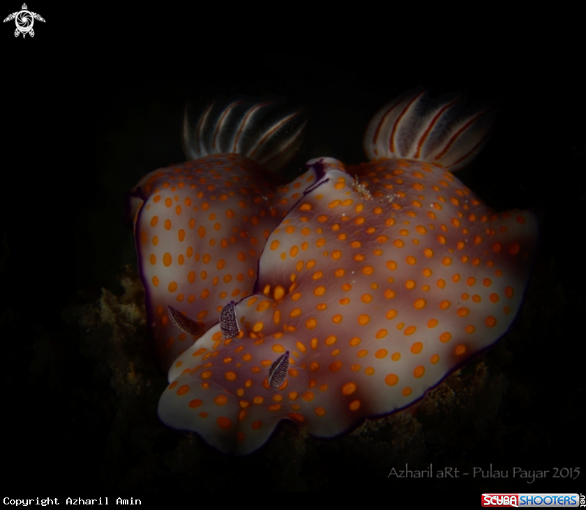 A Nudibranch