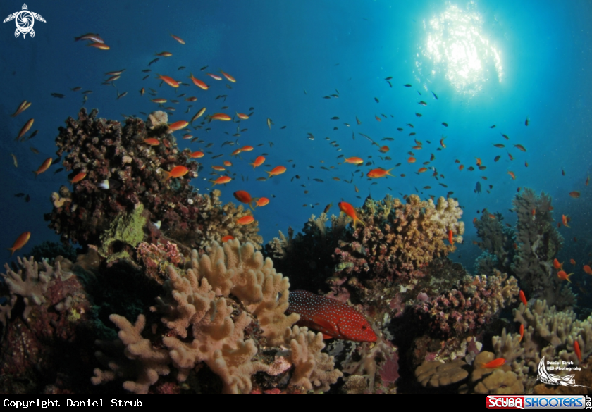 A Reef