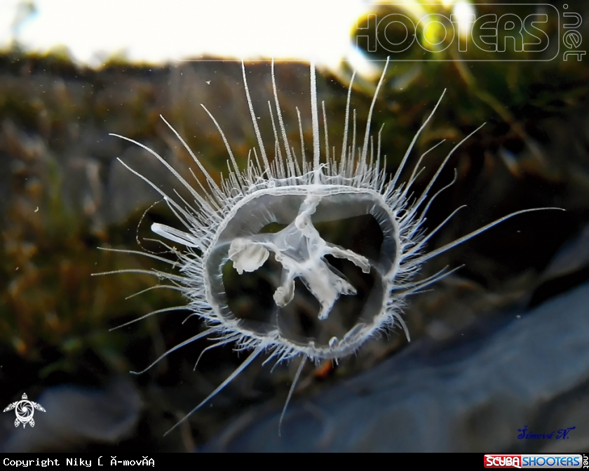 A underwater creature