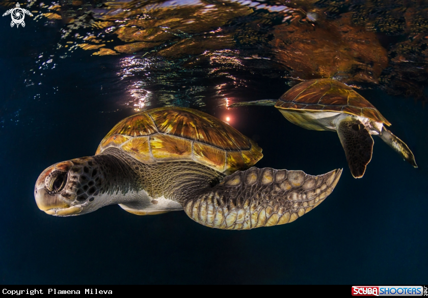 A Green turtle