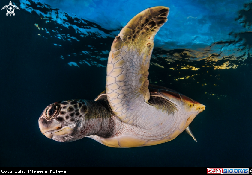 A Green turtle