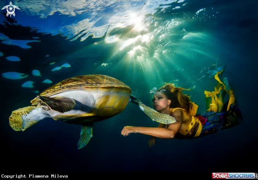 A Green turtle