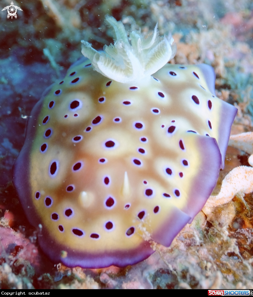 A Nudibranchs