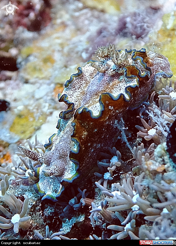 A Nudibranchs
