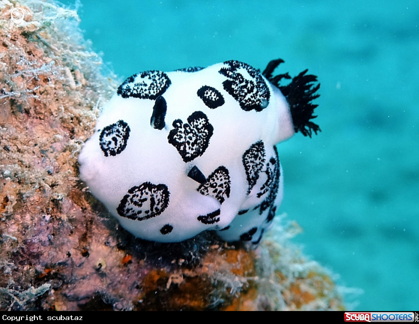 A Nudibranchs
