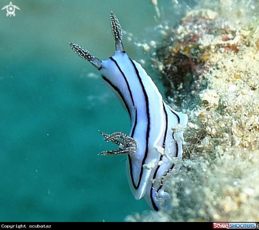 A Nudibranchs