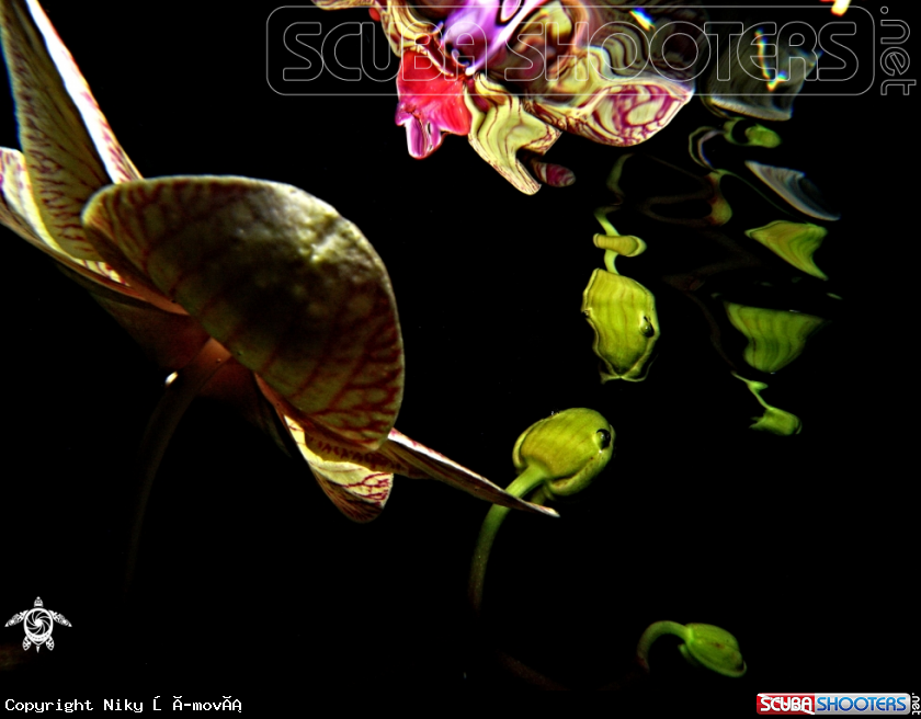 A underwater creature