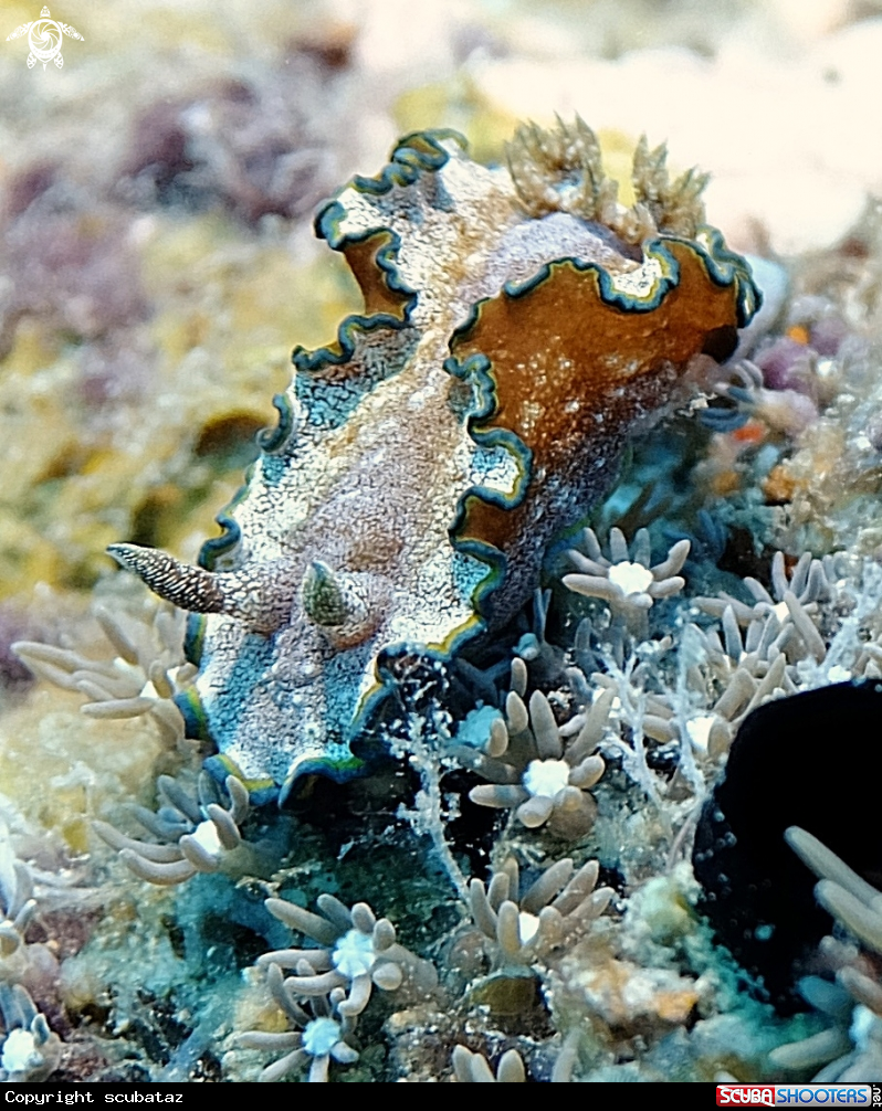 A Nudibranchs