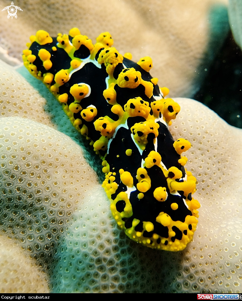A Nudibranchs