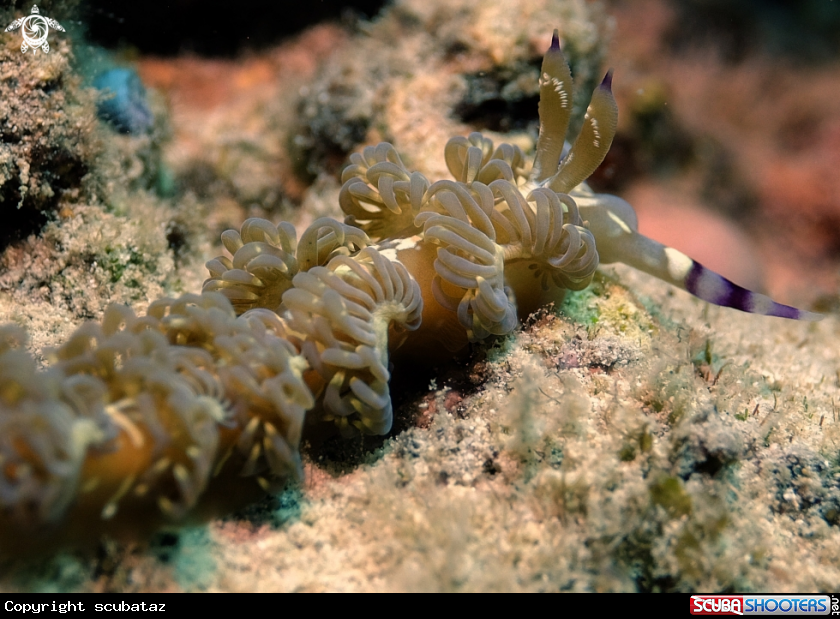 A Nudibranchs