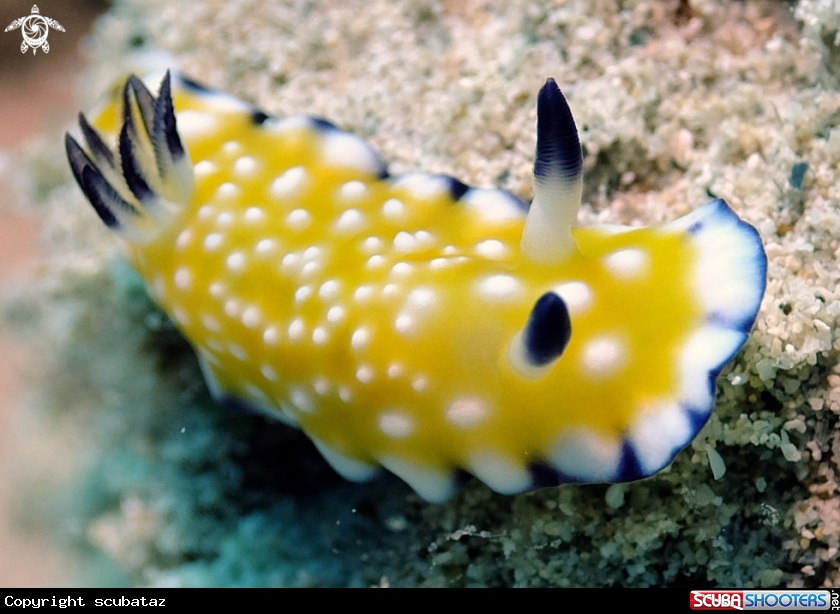 A Nudibranchs
