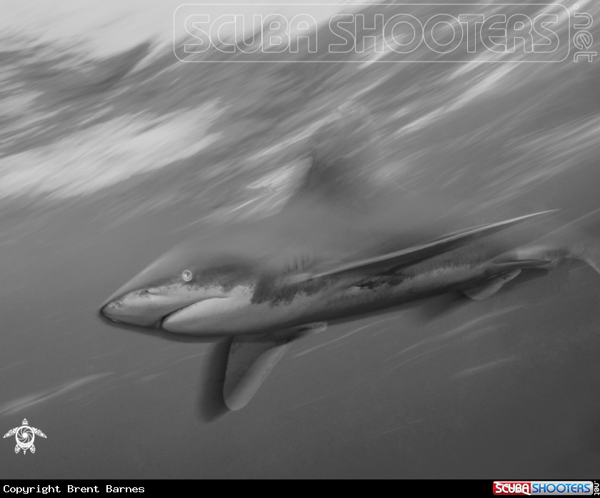 A Oceanic White Tip Shark