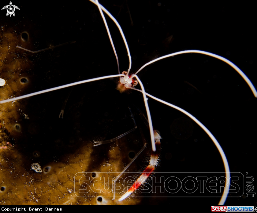 A Spotted Cleaner Shrimp