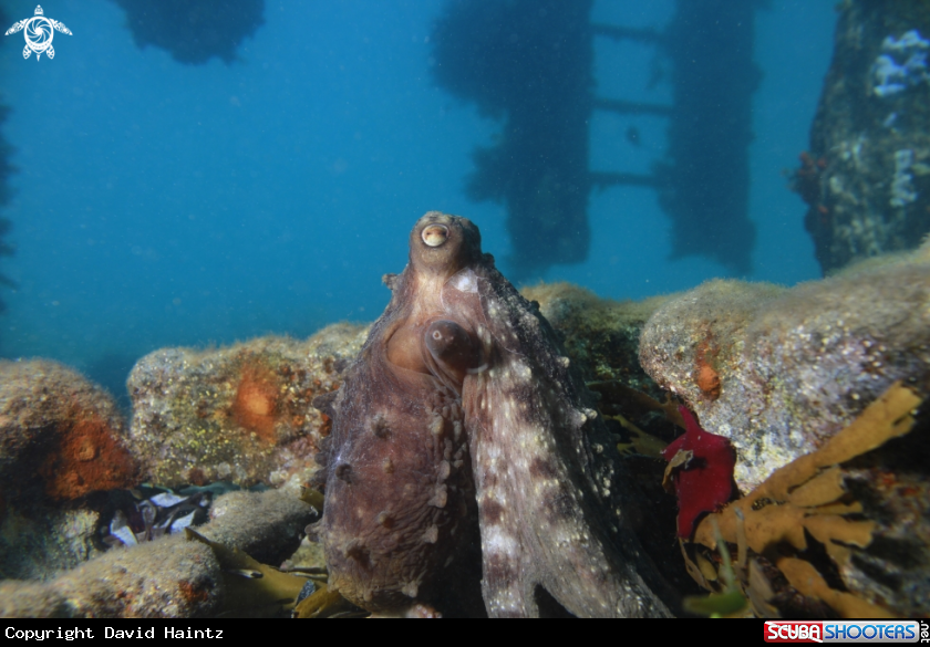 A Octopus