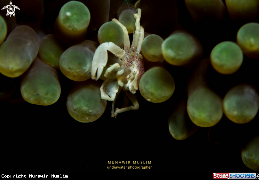 A Crab