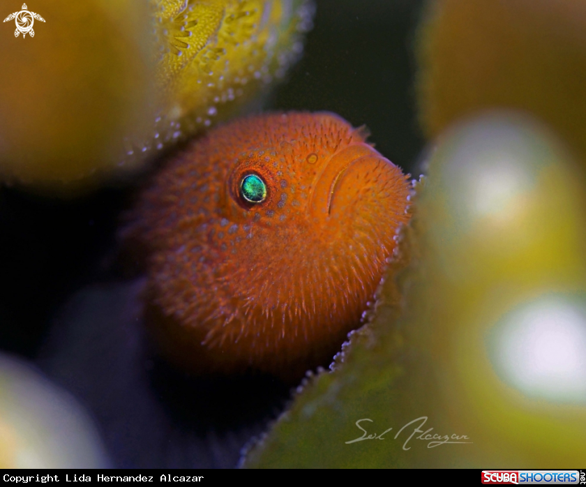 A Coral goby