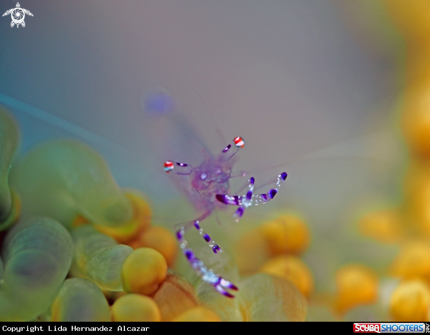 A soft coral shrimp