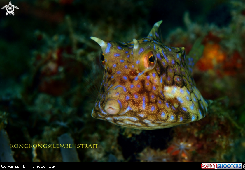 A Cowfish