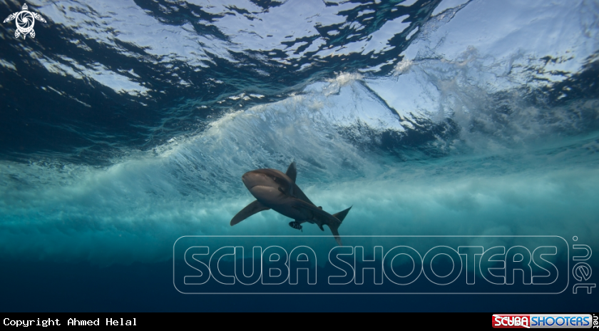A Oceanic White tip
