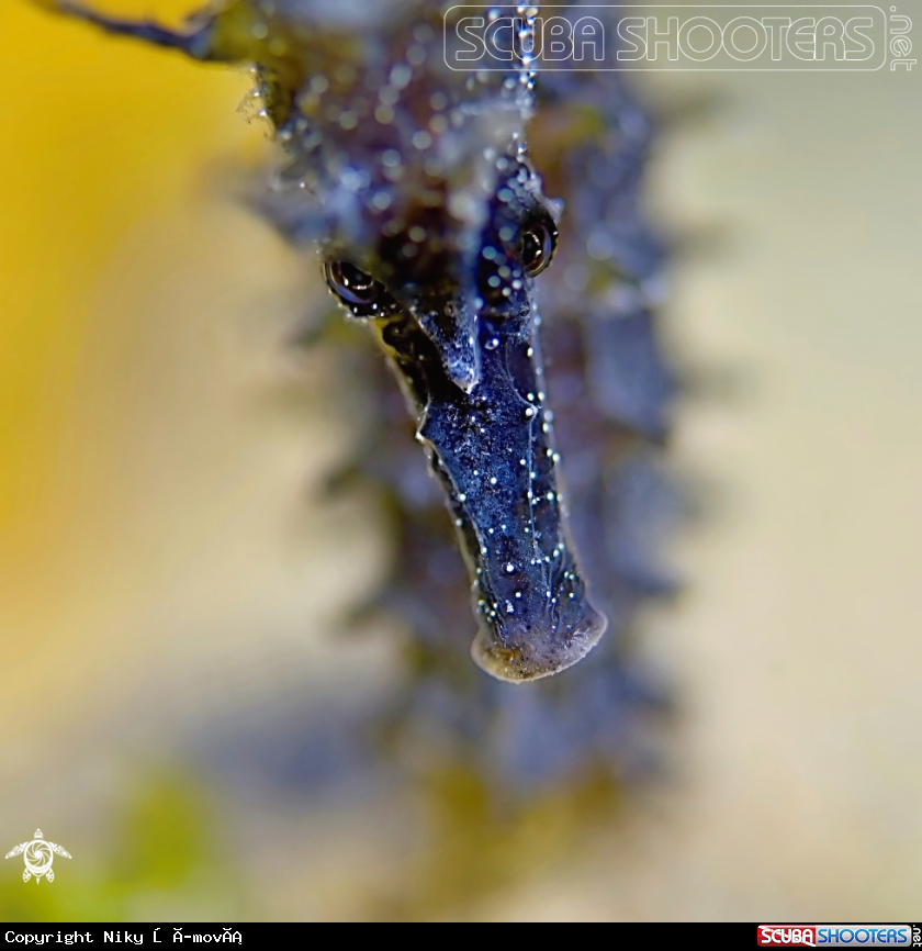 A sea horse