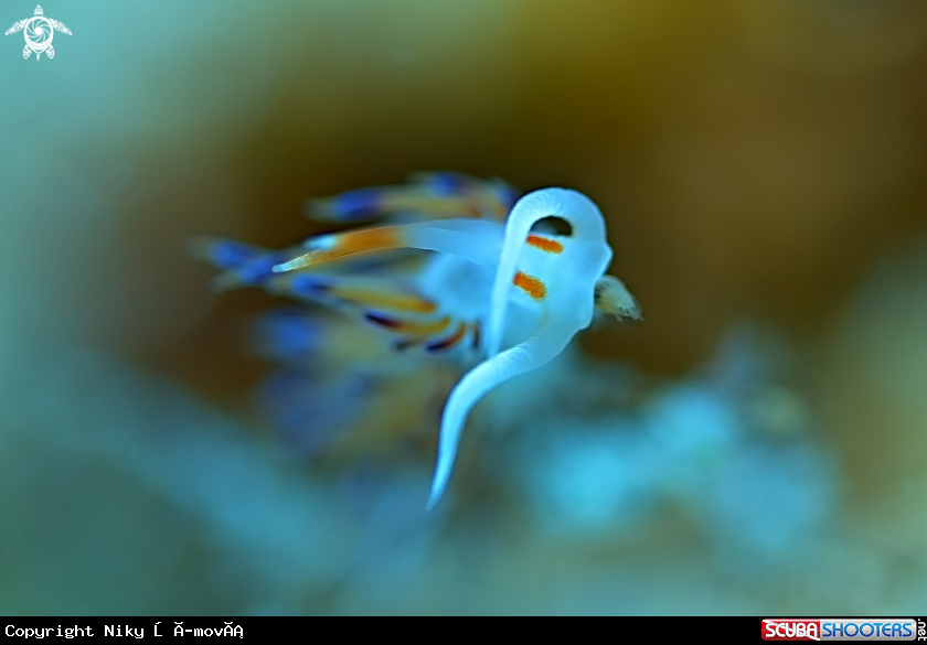 A Nudibranchia